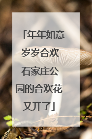 年年如意 岁岁合欢 石家庄公园的合欢花又开了